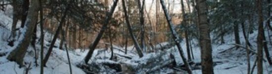 « Le fédéral fait toujours du surplace face à la pire crise dans la forêt au Québec » – Clément L’Heureux, Henri Massé et Gilles Duceppe  –